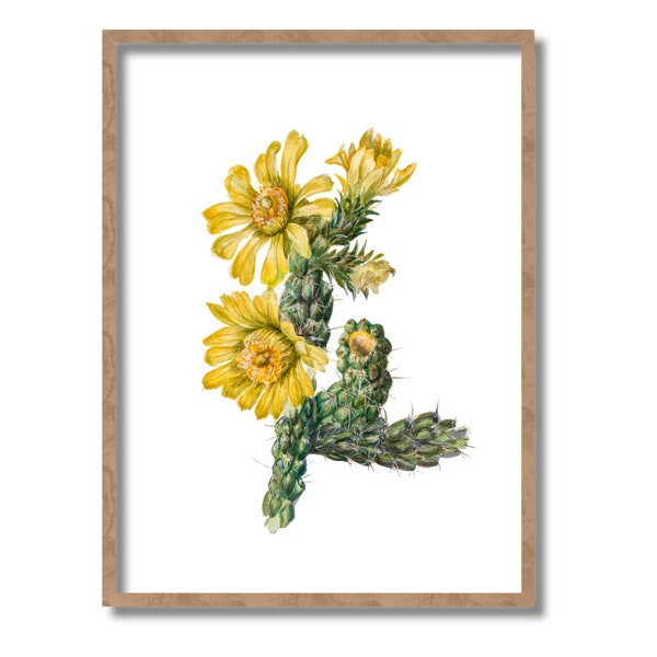 Whipple Cholla Cactus Printable Wallart, Botany Poster, Cactus Poster, Cactus Art, Plant Mama Gifts, Downloadable Print