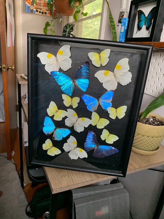 Butterfly Display Etsy