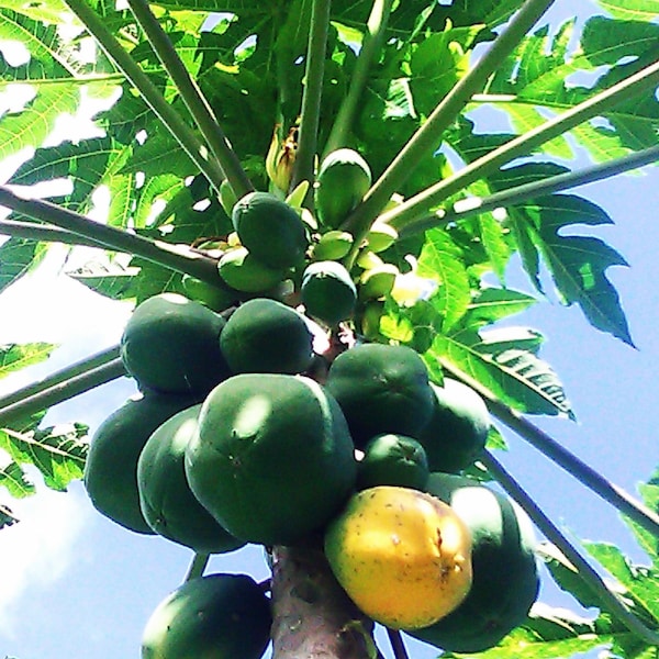 Papaya Seeds, jar of seeds, papaya, fruit seeds, gardening, seeds, papaya fruit
