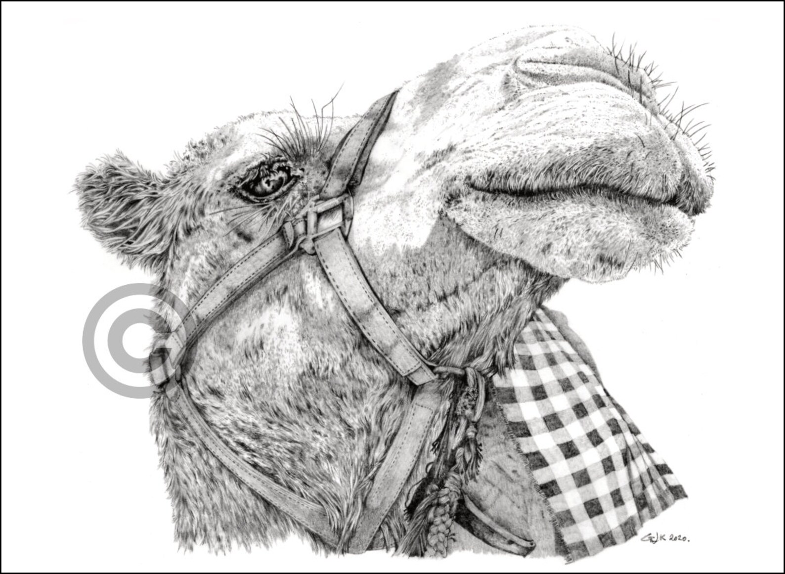 Camel Pencil Drawing / Animal Portrait / Code BWP18 / Free UK Etsy