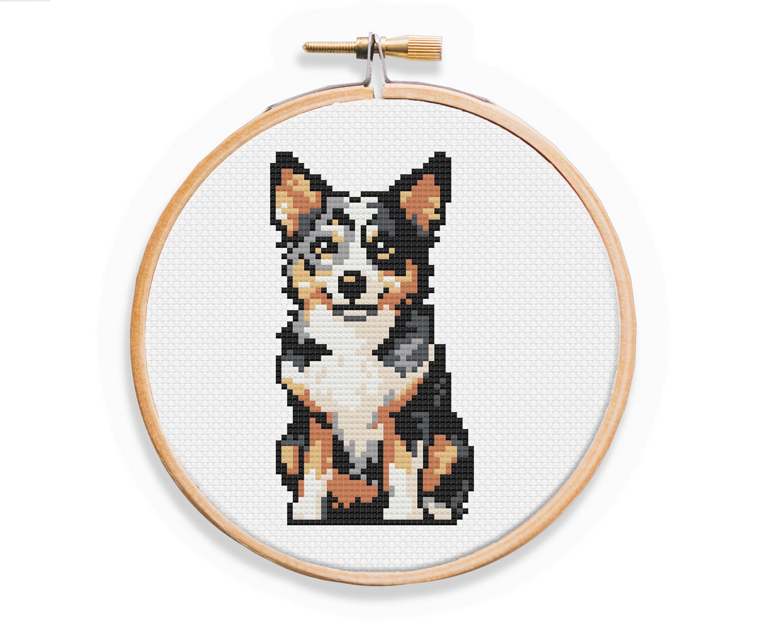 Kelpie x store dachshund
