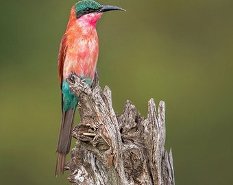Southern Carmine Bee Eater, Wildlife Photography, Bird Animal Photo Print, Nature Wall Art