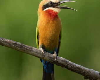 White Fronted Bee Eater, Wildlife Photography, Bird Animal Photo Print, Nature Wall Art