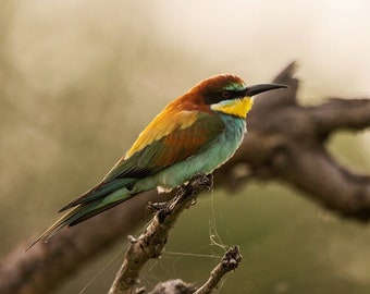 European Bee Eater, Wildlife Photography, Bird Animal Photo Print, Nature Wall Art