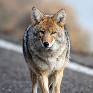 Wylie Coyote, Wildlife Photography, Winter Animal Photo Print, Nature Wall Art, Signed Art Print