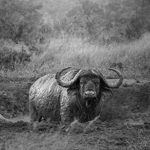 Cape Buffalo, Wildlife Photography, Animal Photo Print, Nature Wall Art, Signed Art Print