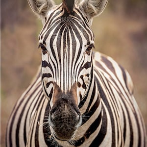 Zebra, Wildlife Photography, Animal Photo Print, Nature Wall Art, Signed Art Print