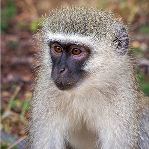 Vervet Monkey, Wildlife Photography, Safari Nursery Animal Photo Print, Nature Wall Art, Signed Art Print