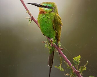Bee Eater, Wildlife Photography, Safari Bird Animal Photo Print, Nature Wall Art