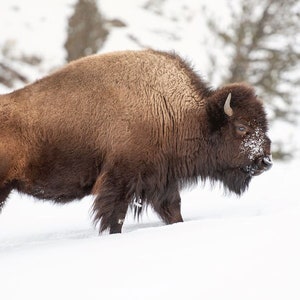 American Bison, Wildlife Photography, Buffalo Winter Animal Photo Print, Nature Wall Art