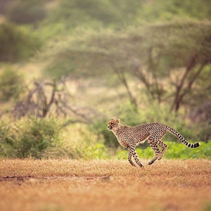 Running Cheetah, Wildlife Photography, Animal Photo Print, Nature Wall Art, Signed Art Print