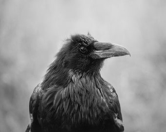 Raven, Wildlife Photography, Bird Animal Photo Print, Nature Wall Art, Signed Art Print