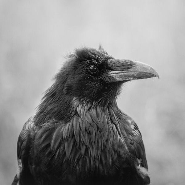 Raven Photography Etsy