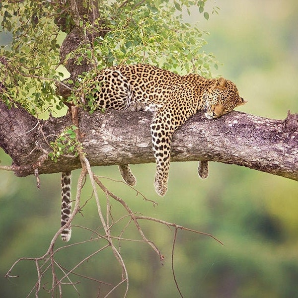 Leopard in a Tree, Wildlife Photography, Animal Photo Print, Nature Wall Art, Signed Art Print