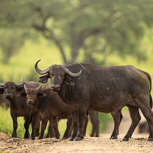 African Cape Buffalo Trio, Wildlife Photography, Animal Photo Print, Nature Wall Art, Signed Art Print