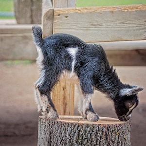 Young Goat, Wildlife Photography, Animal Photo Print, Nature Wall Art, Signed Art Print
