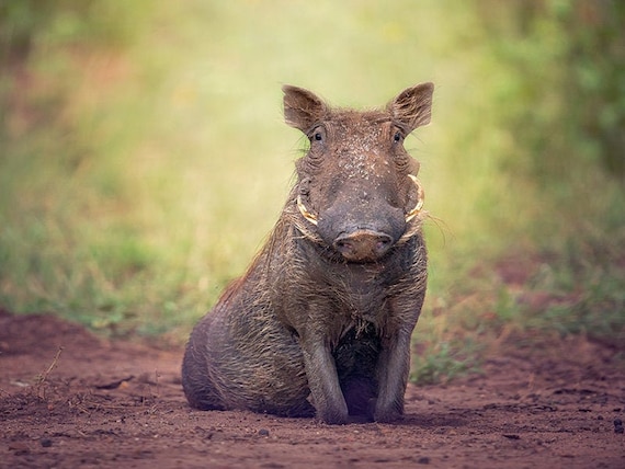 Cute Warthog Wildlife Photography Animal Photo Print Nature | Etsy