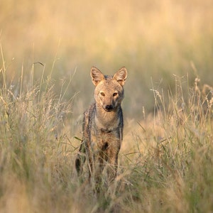 Single Jackal, Wildlife Photography, Animal Photo Print, Nature Wall Art, Signed Art Print