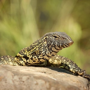 Monitor Lizard, Wildlife Photography, Animal Photo Print, Nature Wall Art, Signed Art Print