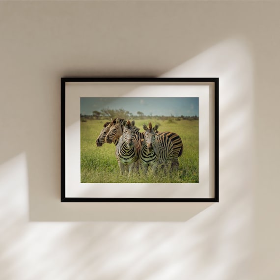 Group of Zebras, Wildlife Photography, Animal Photo Print, Nature