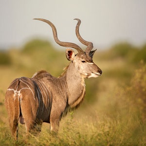 Male Kudu, Wildlife Photography, Animal Photo Print, Nature Wall Art, Signed Art Print