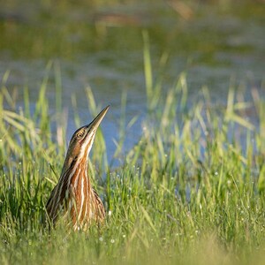American Bittern, Wildlife Photography, Animal Photo Print, Nature Wall Art, Signed Art Print