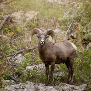 Bighorn Sheep, Wildlife Photography, Antelope Animal Photo Print, Nature Wall Art, Signed Art Print