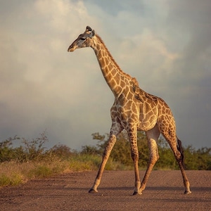 Strolling Giraffe, Wildlife Photography, Animal Photo Print, Nature Wall Art, Signed Art Print