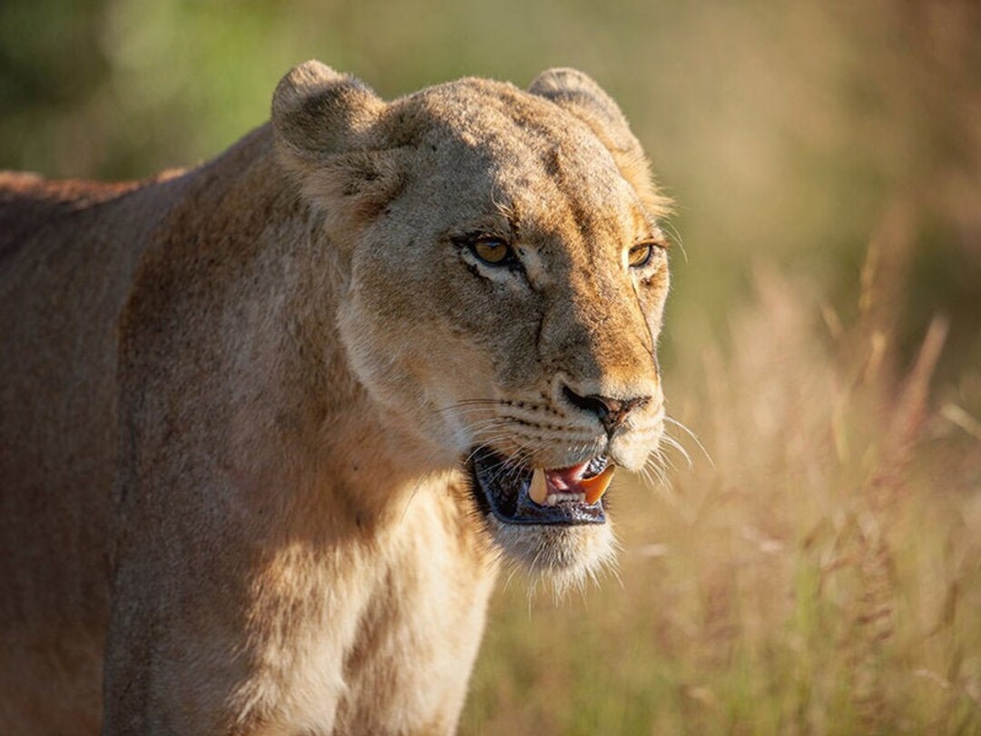 Sunrise Lioness, Wildlife Photography, Animal Photo Print, Nature Wall