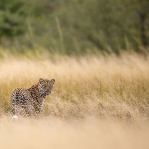 Leopard in the Grass, Wildlife Photography, Animal Photo Print, Nature Wall Art, Signed Art Print