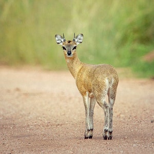Klipspringer, Wildlife Photography, Animal Photo Print, Nature Wall Art, Signed Art Print