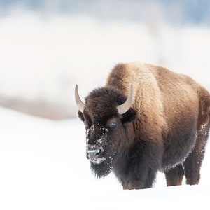 American Bison, Wildlife Photography, Buffalo Winter Animal Photo Print, Nature Wall Art, Signed Art Print