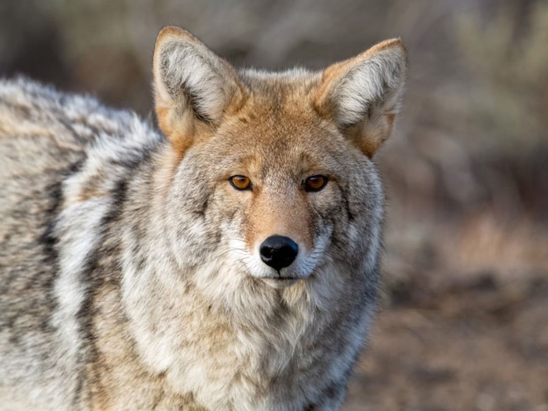 Yellowstone Coyote, Wildlife Photography, Winter Animal Photo Print ...