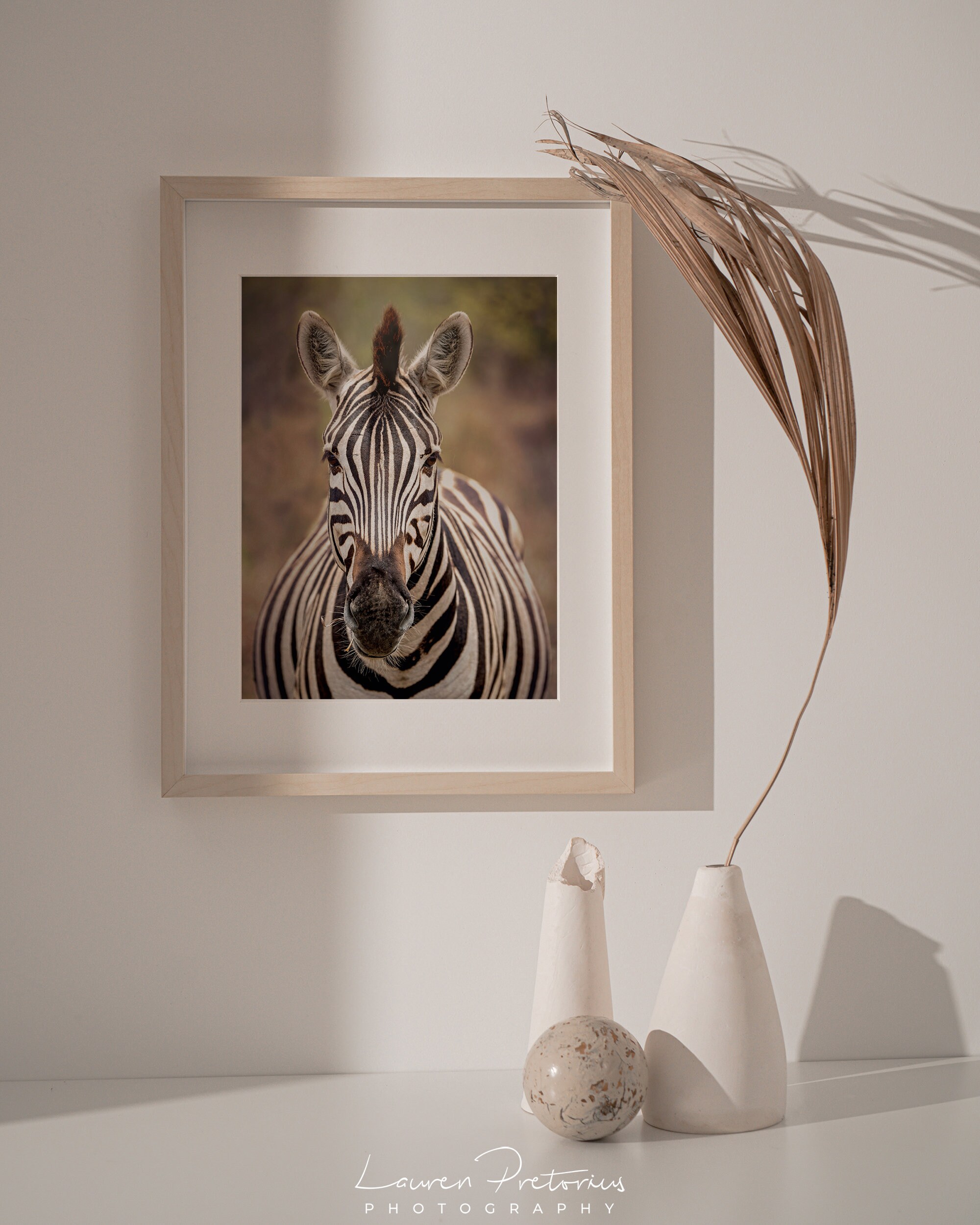 Zebra Wildlife Photography Animal Photo Print Nature Wall | Etsy