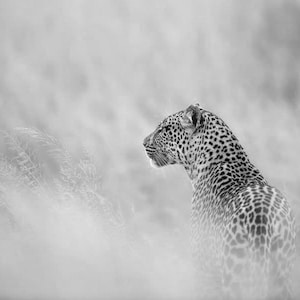 Leopard in the Grass, Wildlife Photography, Animal Photo Print, Nature Wall Art, Signed Art Print