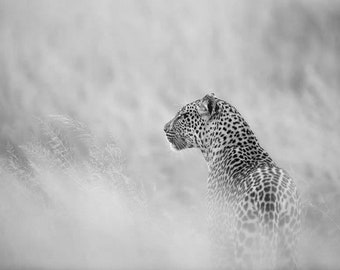 Leopard in the Grass, Wildlife Photography, Animal Photo Print, Nature Wall Art, Color and Black and White
