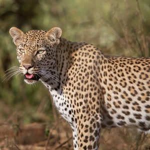 Leopard, Wildlife Photography, Animal Photo Print, Nature Wall Art, Signed Art Print