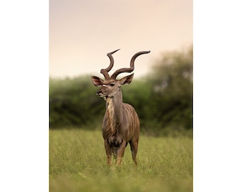 Kudu Antelope, Wildlife Photography, Animal Photo Print, Nature Wall Art, Color and Black and White