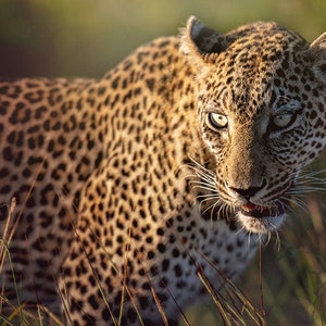 Sunset Leopard, Wildlife Photography, Animal Photo Print, Nature Wall Art, Signed Art Print