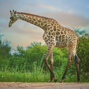 Strolling Giraffe, Wildlife Photography, Animal Photo Print, Nature Wall Art, Signed Art Print