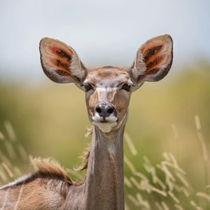 Female Kudu, Wildlife Photography, Animal Photo Print, Nature Wall Art, Signed Art Print