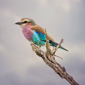 Lilac Breasted Roller, Bird Wildlife Photography, Animal Photo Print, Nature Wall Art, Signed Art Print