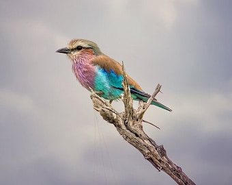 Lilac Breasted Roller, Bird Wildlife Photography, Animal Photo Print, Nature Wall Art, Signed Art Print