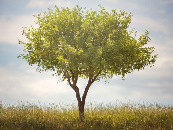 Nature Wall Art Tree Nature Photo Print Landscape Photography Lauren Pretorius Photography African Baobab Tree 343