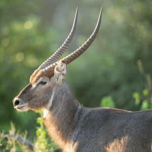 Waterbuck, Wildlife Photography, Animal Photo Print, Nature Wall Art, Signed Art Print