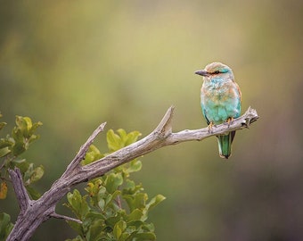 European Roller, Bird Wildlife Photography, Animal Photo Print, Nature Wall Art, Signed Art Print