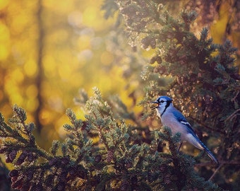 Blue Jay, Autumn Fall Wildlife Photography Decor, Animal Photo Print, Nature Wall Art