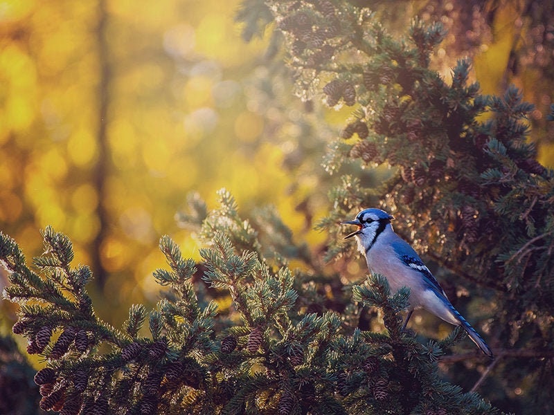 Blue Jay, Autumn Fall Wildlife Photography Decor, Animal Photo Print ...
