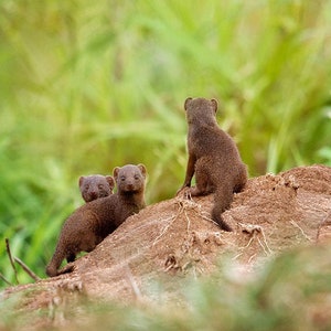Mongoose Trio, Wildlife Photography, Animal Photo Print, Nature Wall Art, Signed Art Print