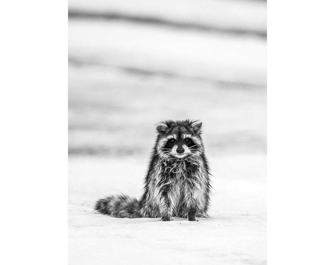 Winter Raccoon, Wildlife Photography, Animal Photo Print, Nature